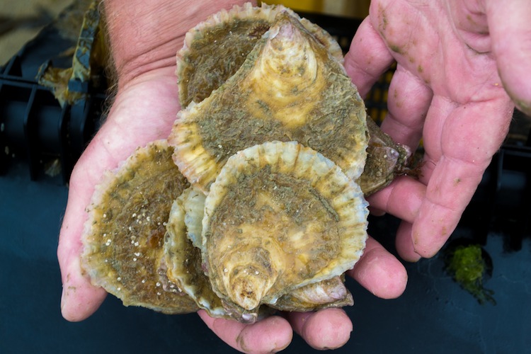 Pukka Jersey oysters available for first time in 120 years.