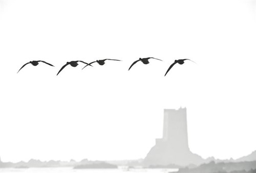 Brent Geese Near Seymour Tower by Kevin Brace